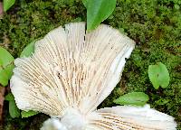 Megacollybia rodmanii image