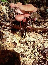 Marasmius pulcherripes image