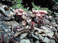 Marasmius pulcherripes image