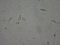 Dacrymyces capitatus image