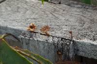 Heliocybe sulcata image