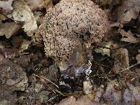 Ramaria fennica var. griseolilacina image