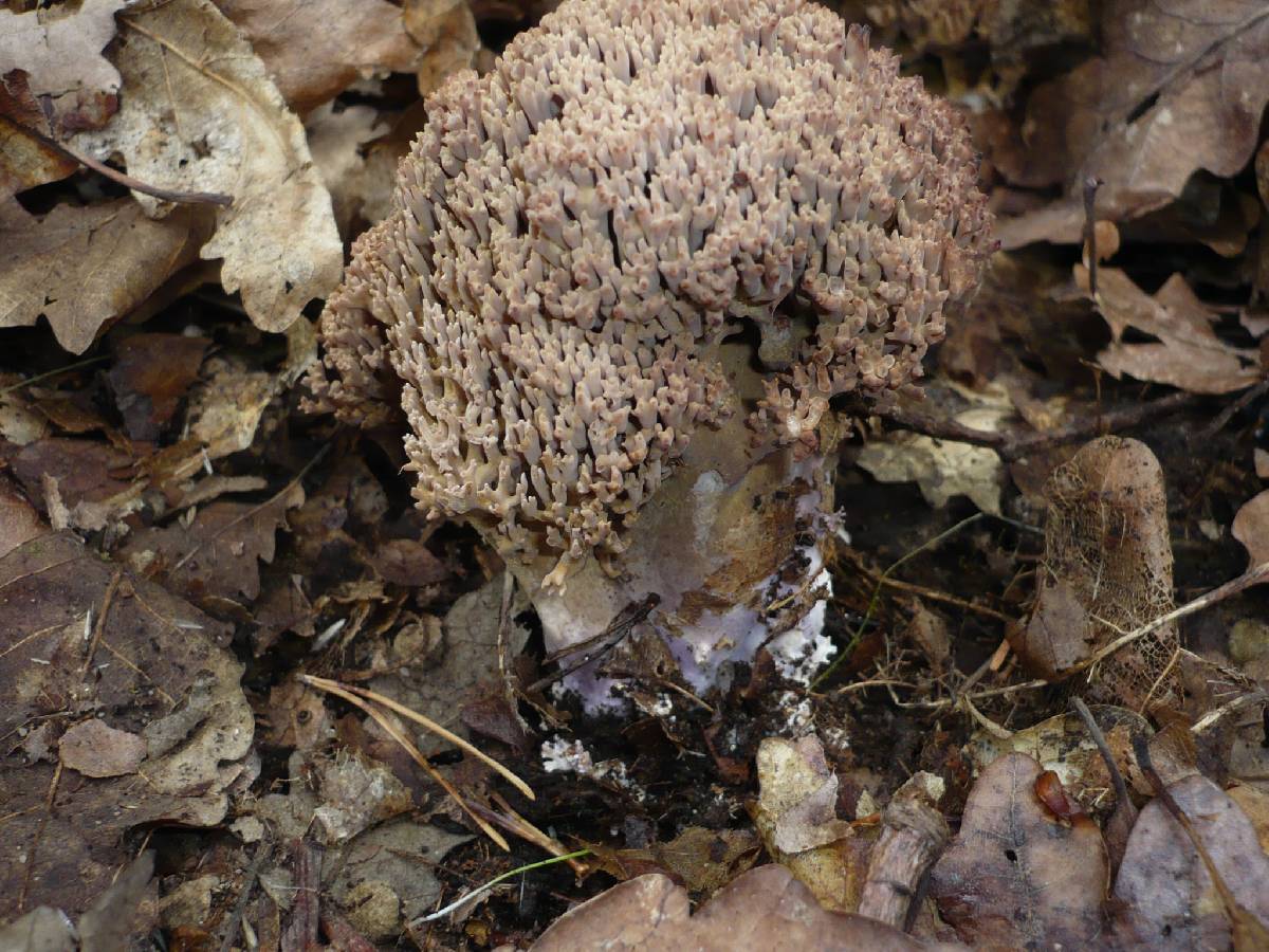 Ramaria fennica var. griseolilacina image