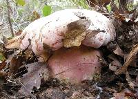 Boletus eastwoodiae image