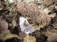 Ramaria fennica image