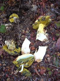 Boletus regius image