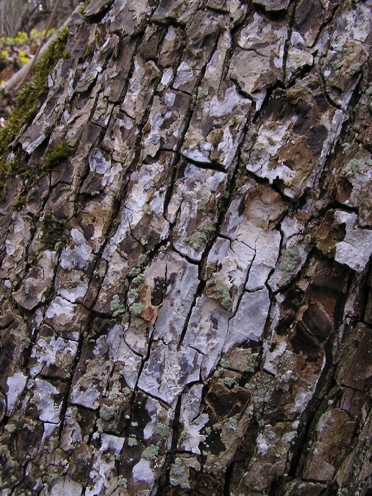 Dendrothele acerina image