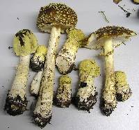 Amanita regalis image