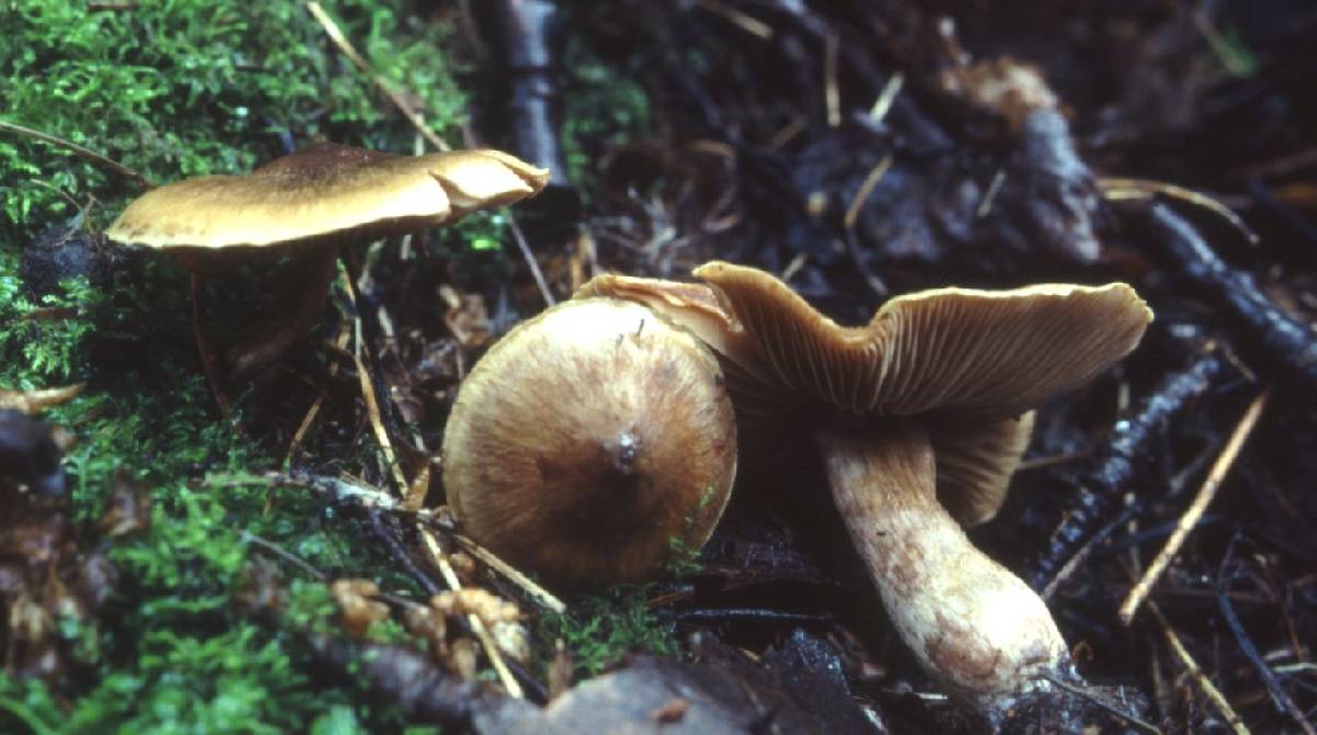 Cortinarius colymbadinus image