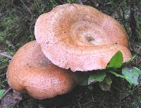 Lactarius deterrimus image