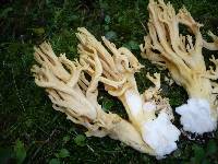 Ramaria pallidosaponaria image