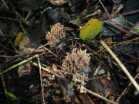 Ramaria stricta image