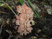 Ramaria subbotrytis image