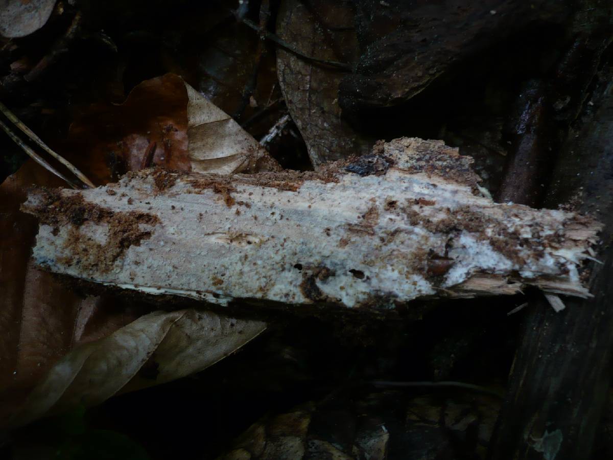 Resinicium bicolor image