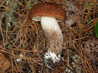 Leccinum manzanitae image