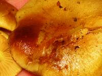Gymnopilus sapineus image