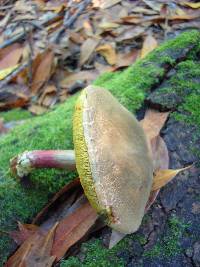 Boletus chrysenteron image