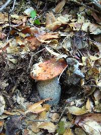 Leccinum manzanitae image