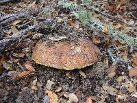 Boletus regineus image