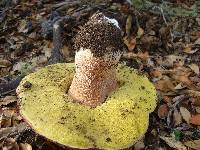 Boletus regineus image