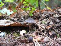 Tricholoma terreum image