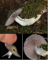 Stropharia aeruginosa image