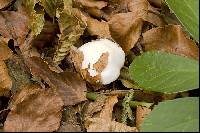 Hygrophorus eburneus image