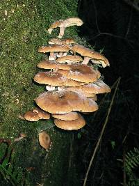 Armillaria solidipes image