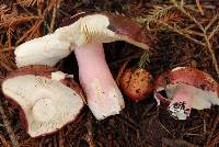 Russula xerampelina image