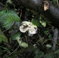 Russula stuntzii image