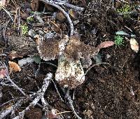 Tricholoma atroviolaceum image