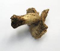 Tricholoma atroviolaceum image