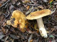 Russula fragrantissima image