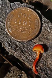 Hygrocybe miniata image