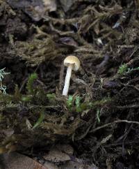 Galerina clavata image