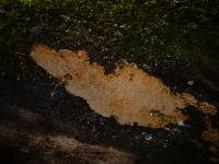 Rigidoporus crocatus image