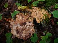 Rigidoporus crocatus image
