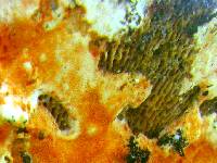 Hypomyces aurantius image