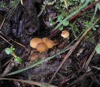 Galerina badipes image