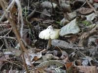 Inocybe sororia image