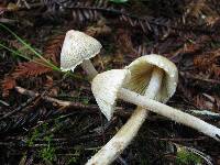 Inocybe sororia image