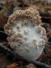 Ramaria botrytis image