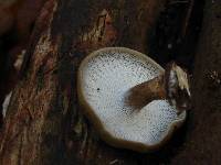 Polyporus brumalis image