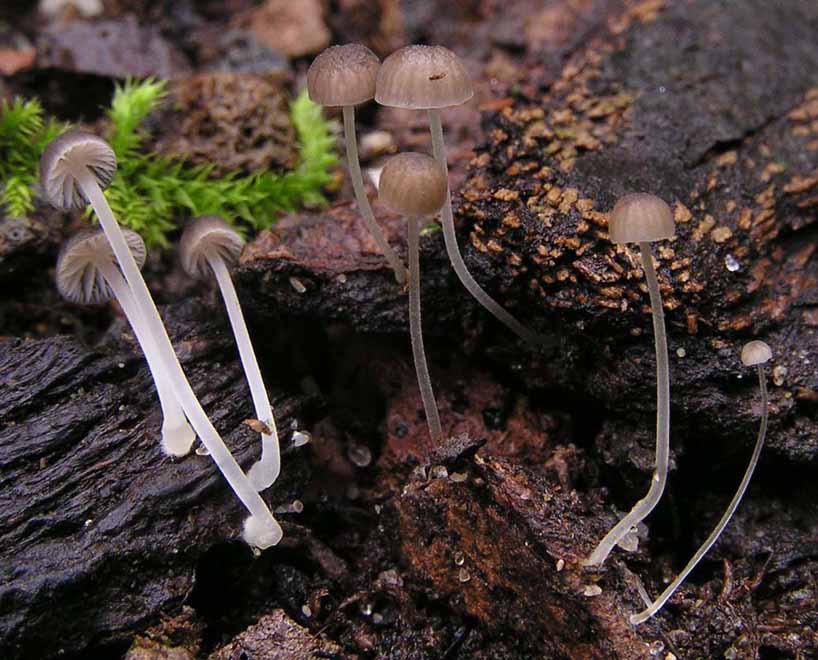 Mycena neospeirea image