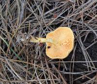 Hygrophoropsis aurantiaca image