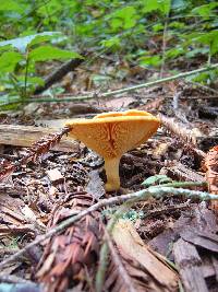 Hygrophoropsis aurantiaca image