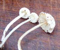 Cystolepiota seminuda image