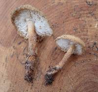 Cystolepiota petasiformis image