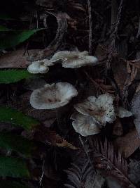 Pseudoclitocybe cyathiformis image