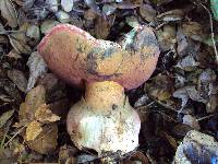 Boletus eastwoodiae image